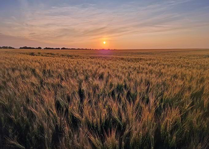 Golden Wheat Field at Sunset