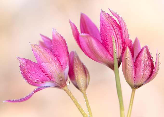 Pink flowers with water droplets