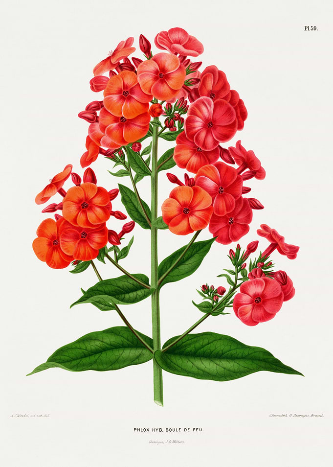 Red Phlox Flowers Botanical Illustration