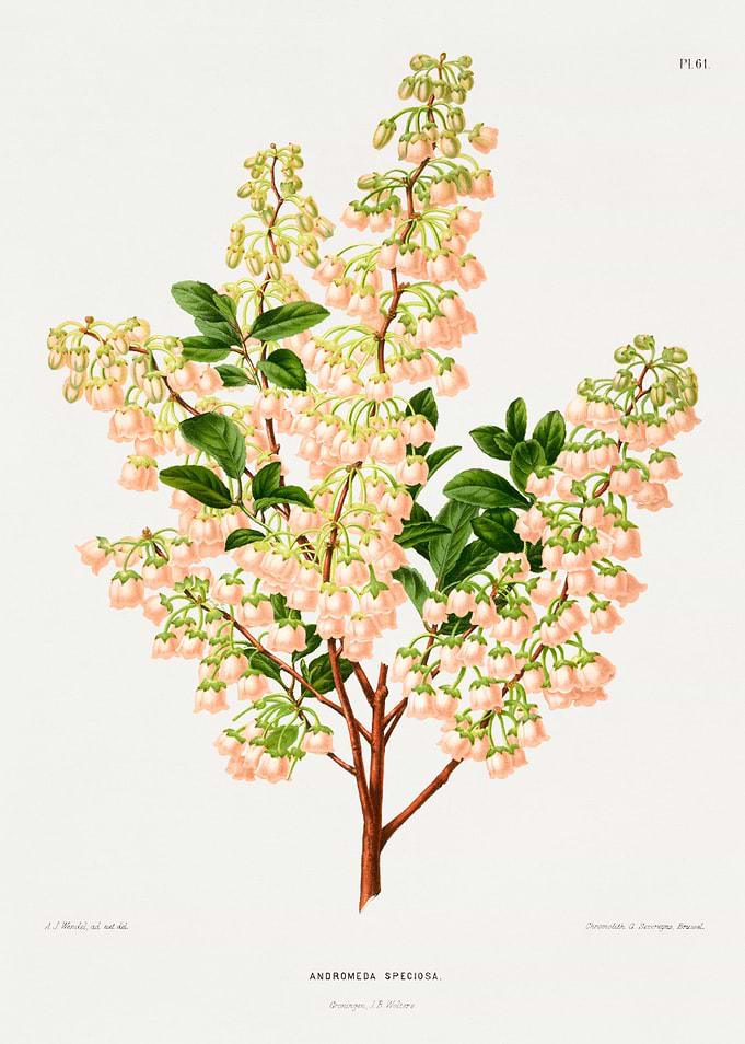 Andromeda Speciosa Botanical Illustration