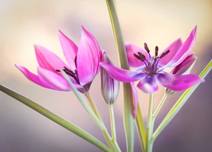 Close-up of Pink Tulip Flowers