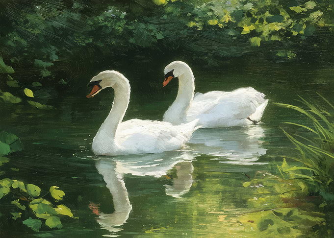 Two Swans on a Serene Lake