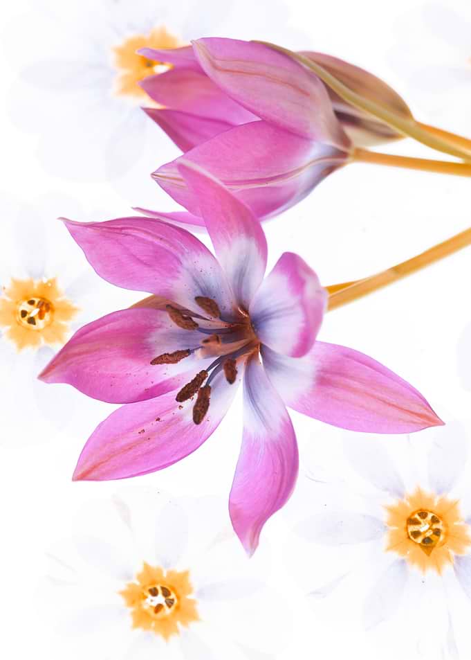 Pink and White Tulips with Daffodils
