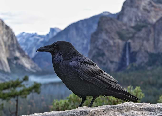 Raven perched with Yosemite Valley backdrop