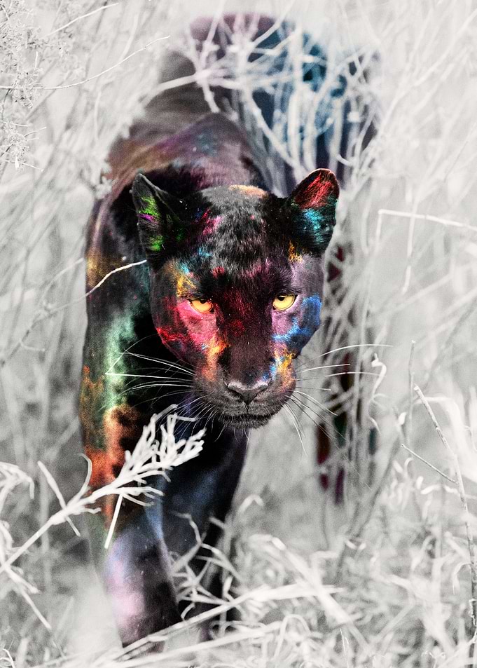 Cosmic Black Panther in Tall Grass