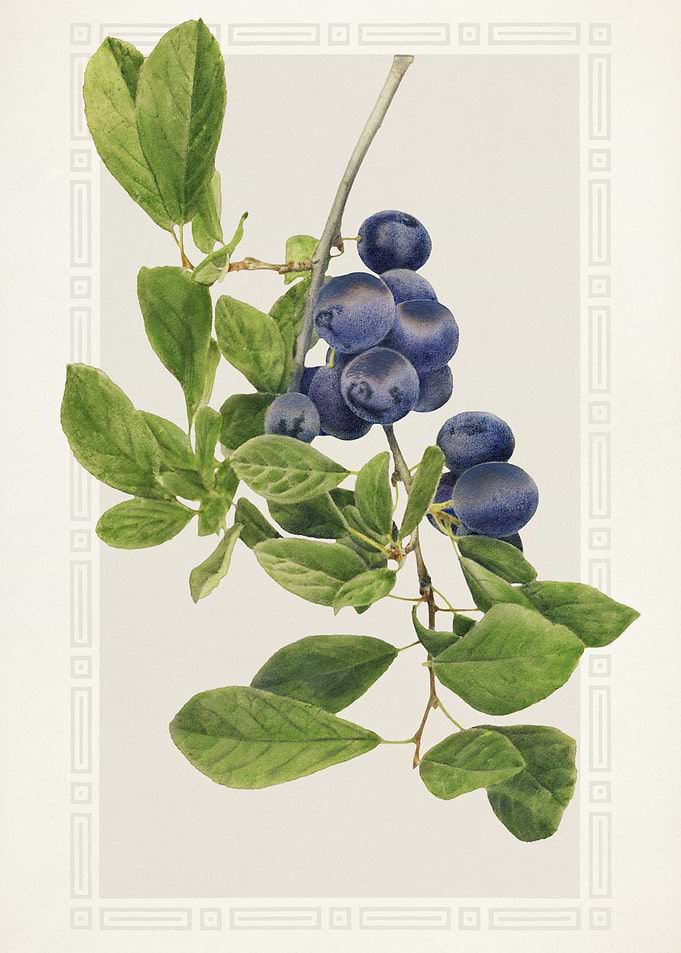 Botanical Illustration of Blackberries on a Branch
