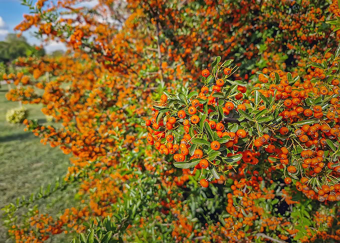 Close-up of orange berries on a bush