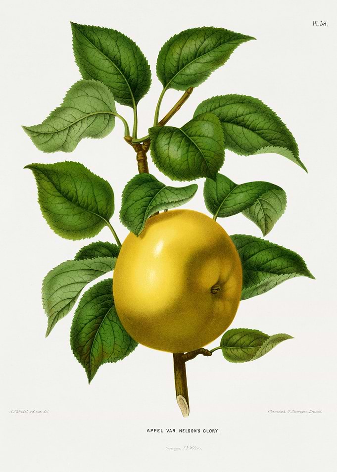 Vintage Apple Illustration