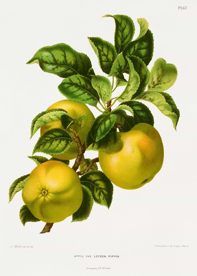 Appel var Leyden Pippin Apples