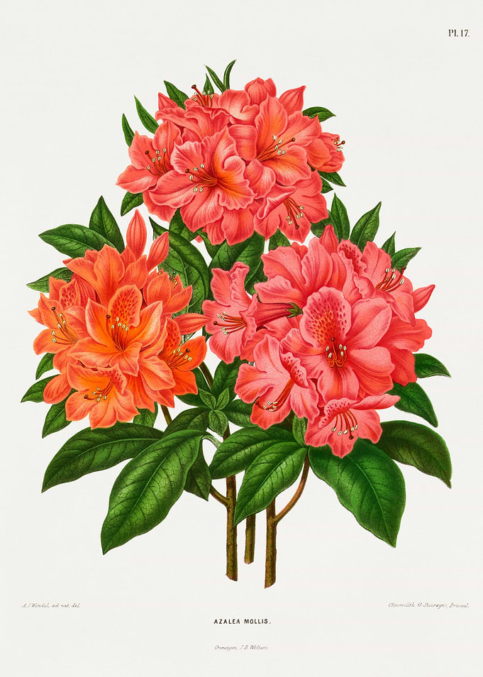 Azalea Mollis Botanical Illustration