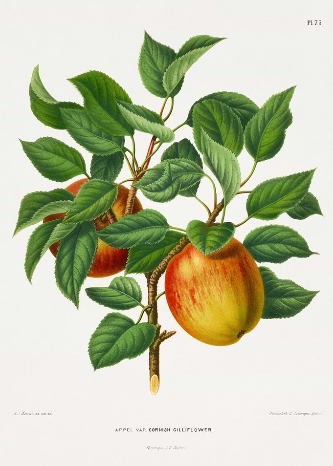 Appel var Cornish Gilliflower Apple Branch