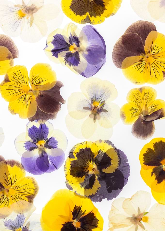 Pressed Pansy Flowers