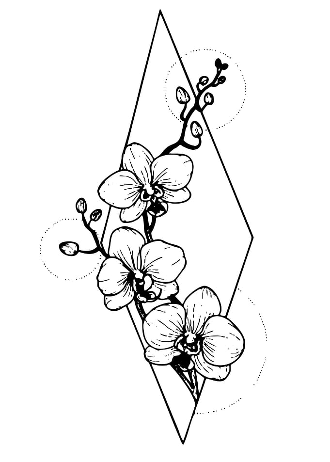 Orchid Branch in Geometric Frame