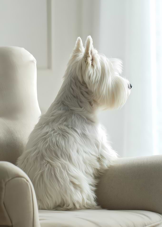 West Highland White Terrier on a Chair
