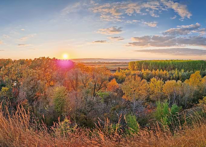 Autumn Forest at Sunset