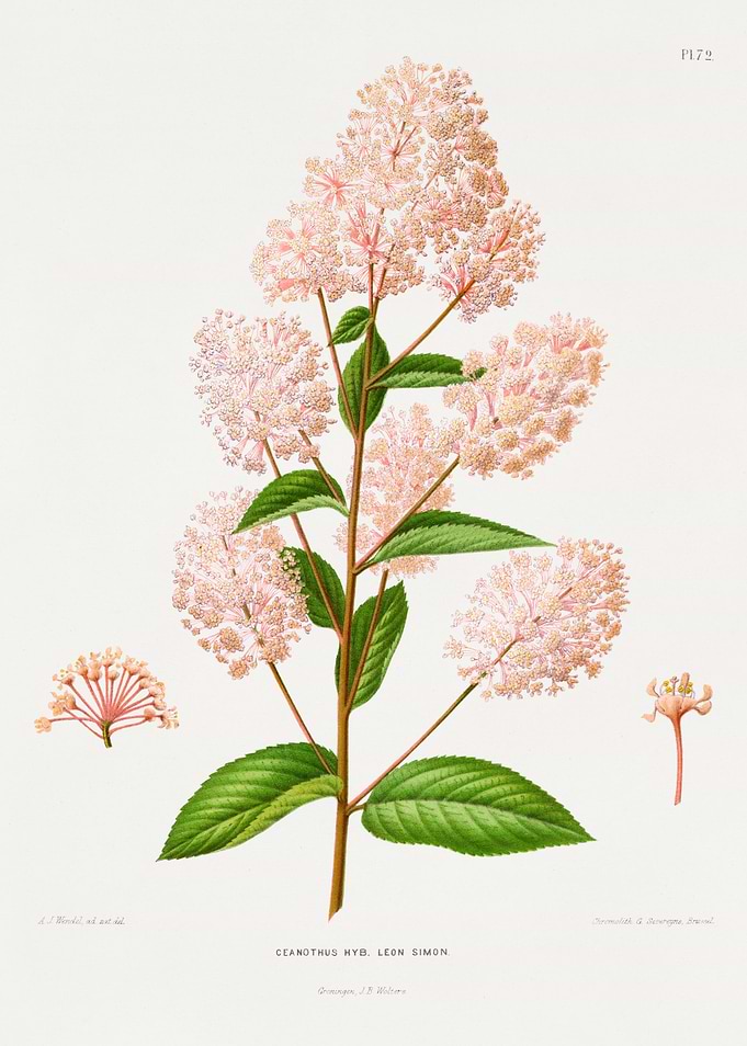 Botanical Illustration of Ceanothus Leon Simon