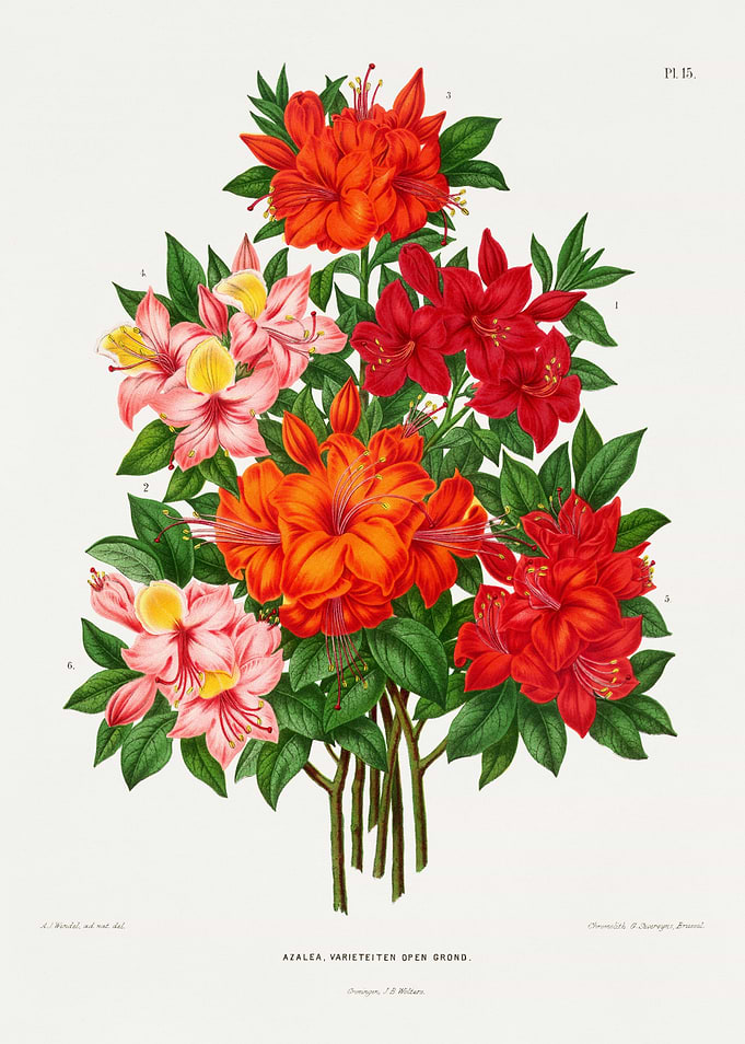 Vintage Azalea Flower Botanical Illustration