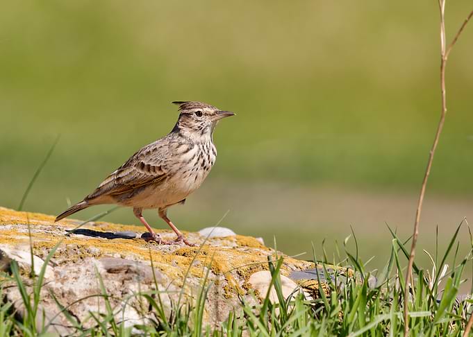 Crested Lark on a Rock
