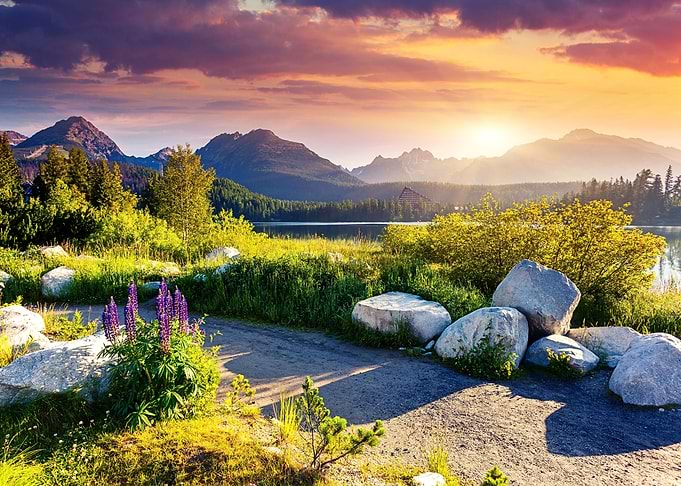 Mountain Lake Sunrise with Purple Lupines