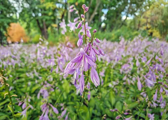 Purple Hosta Flowers in Garden