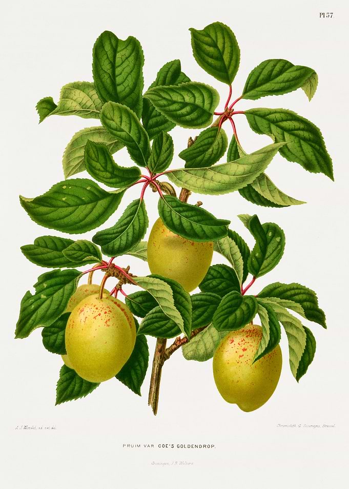 Plum Van Coe's Goldendrop Botanical Illustration