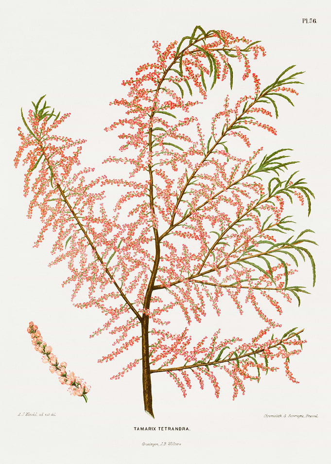 Tamarix Tetrandra Botanical Illustration