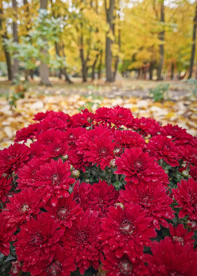 Red Chrysanthemums in Autumn Park