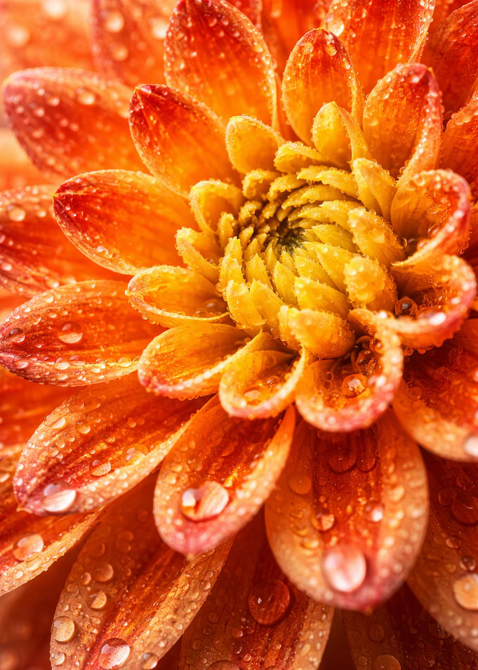 Orange Dahlia With Water Droplets