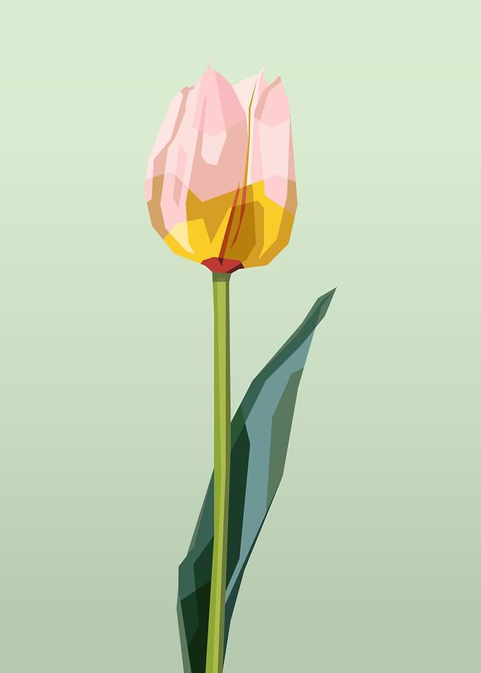 Pink and Yellow Tulip