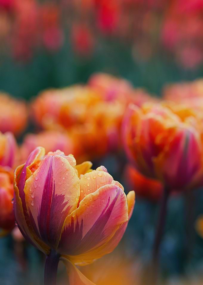 Close-up of a Dew-Kissed Tulip