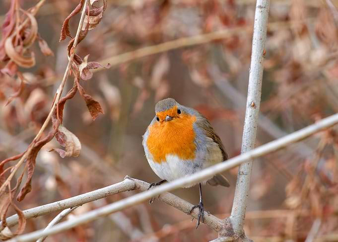 Puffed-up European Robin perched on a Branch, looking at the camera