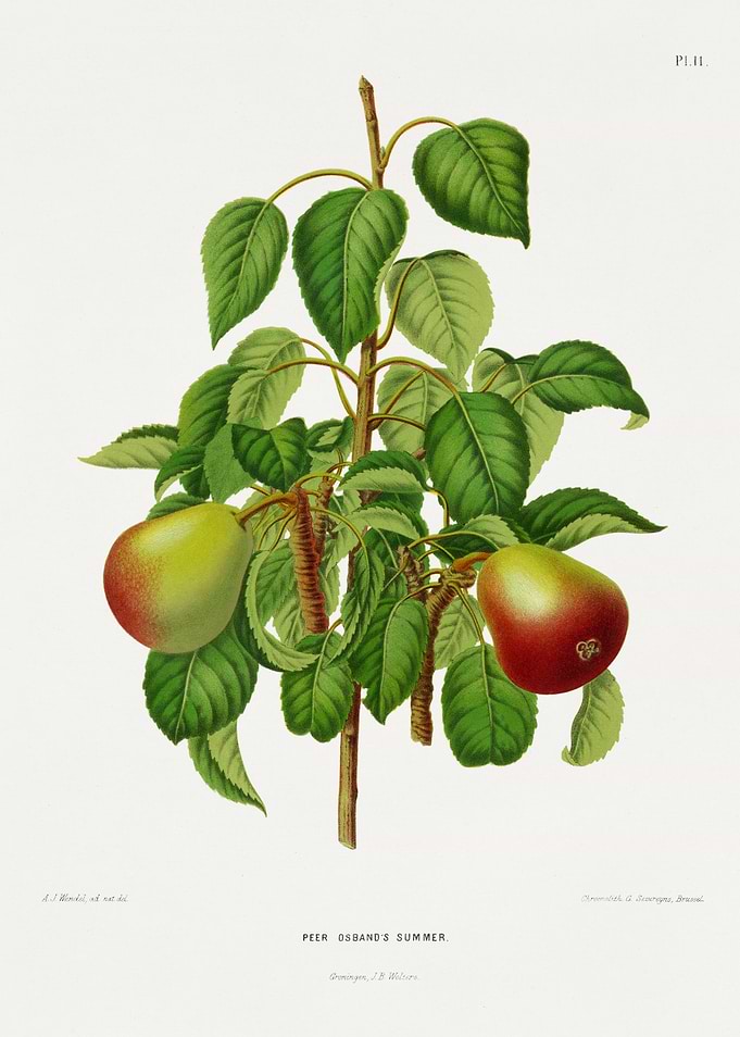 Pear Osband's Summer Botanical Illustration
