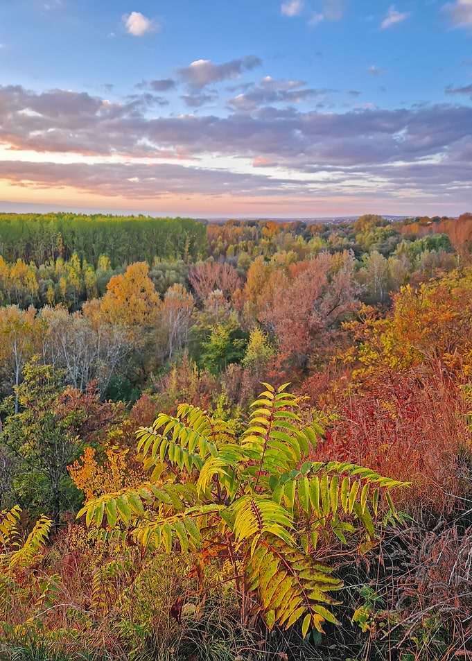 Autumn Forest Landscape at Sunset