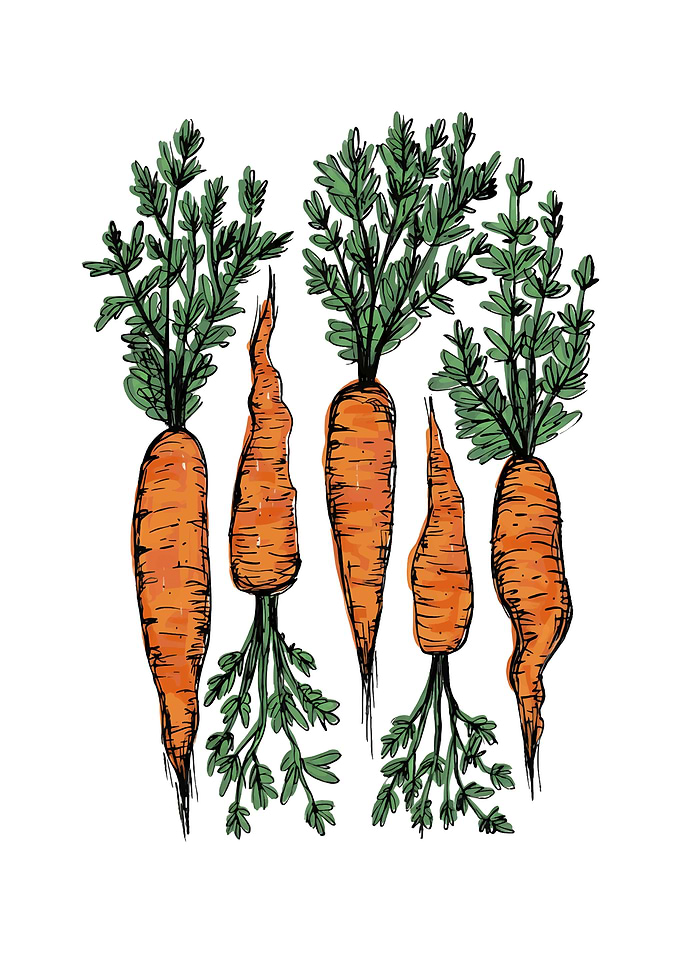Hand-drawn Carrots with Green Tops
