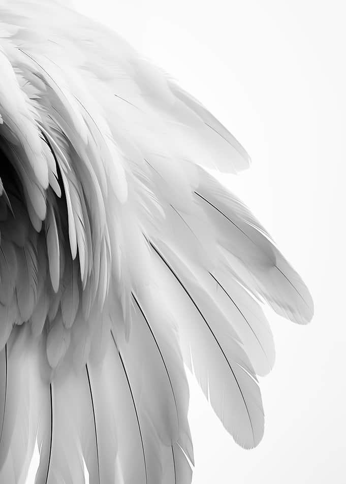 Close-up of White Feathers