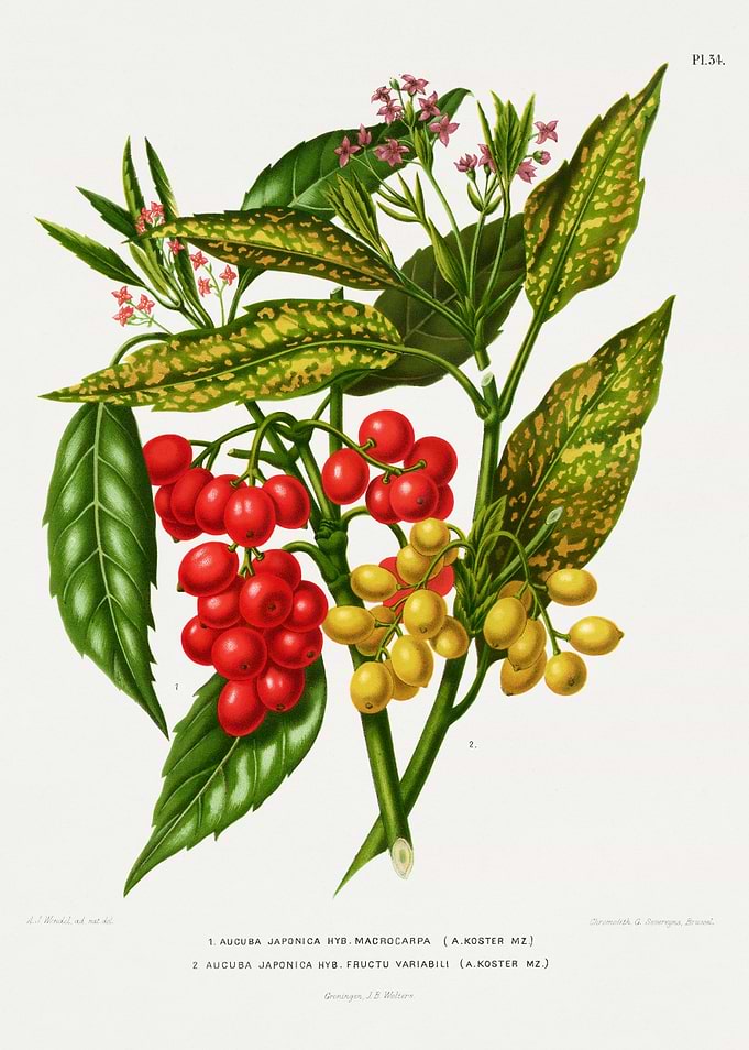 Aucuba Japonica botanical illustration