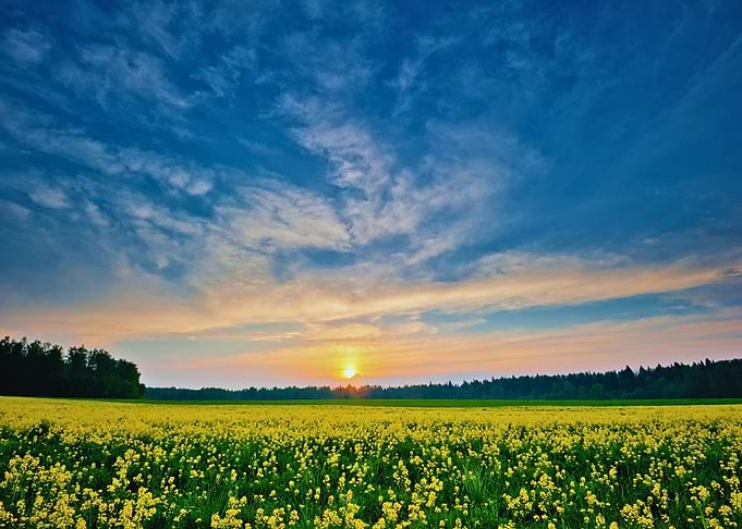 Sunset over a field of yellow flowers