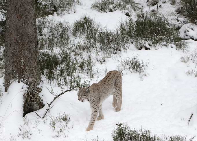 Lynx walking in the snow