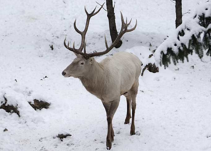White Stag in Snowy Forest