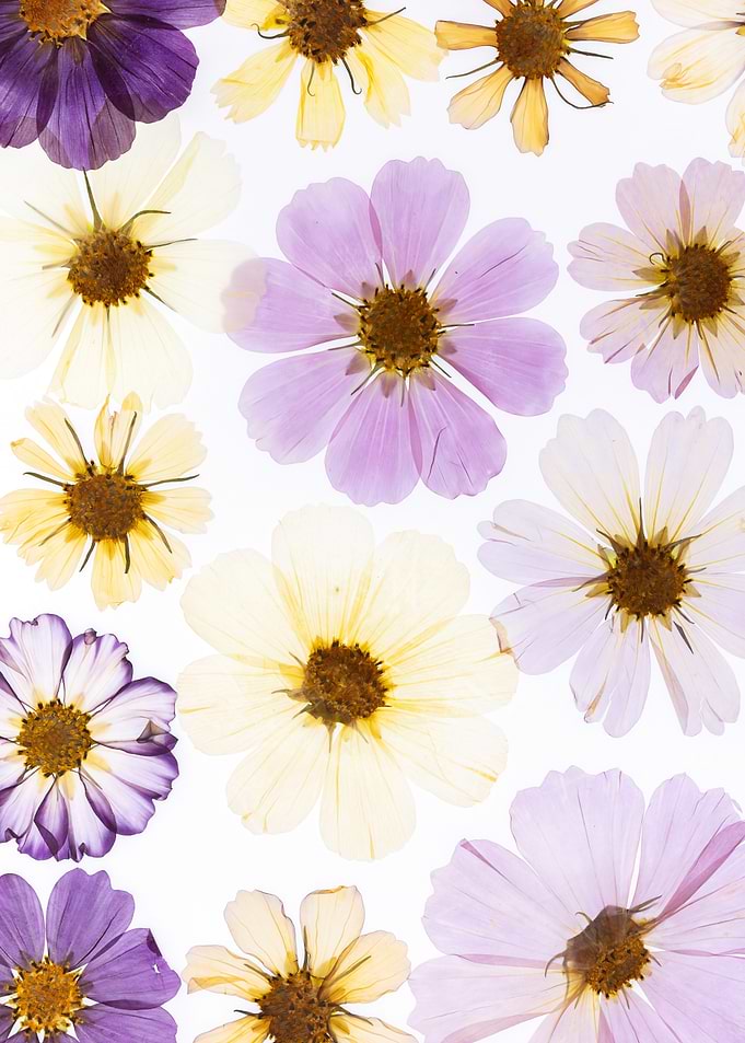 Pressed Flowers Collection