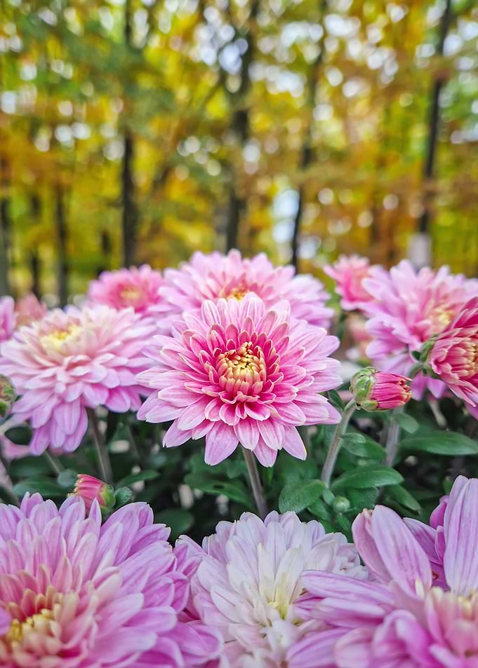 Pink Chrysanthemums in Autumn
