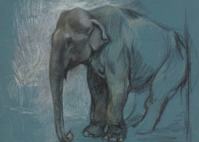 Elephant sketch on blue paper