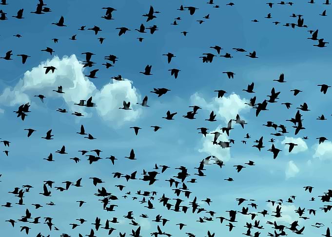 Flock of Birds Flying in Sky