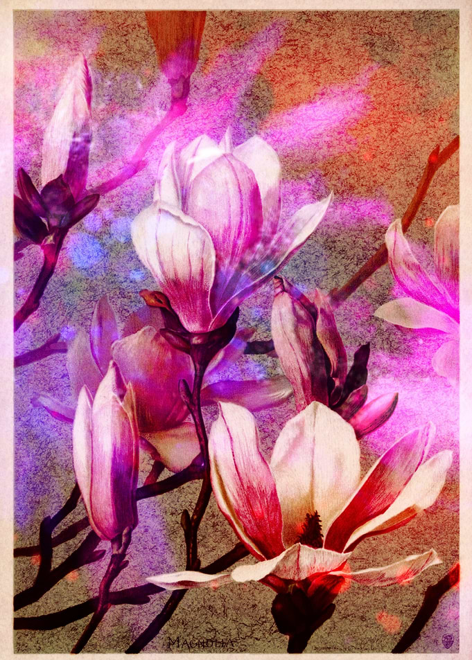 Pink Magnolia Blossoms with Artistic Overlay