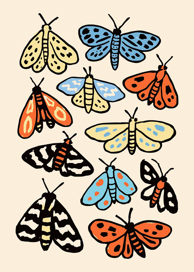 Collection of Colorful Moths
