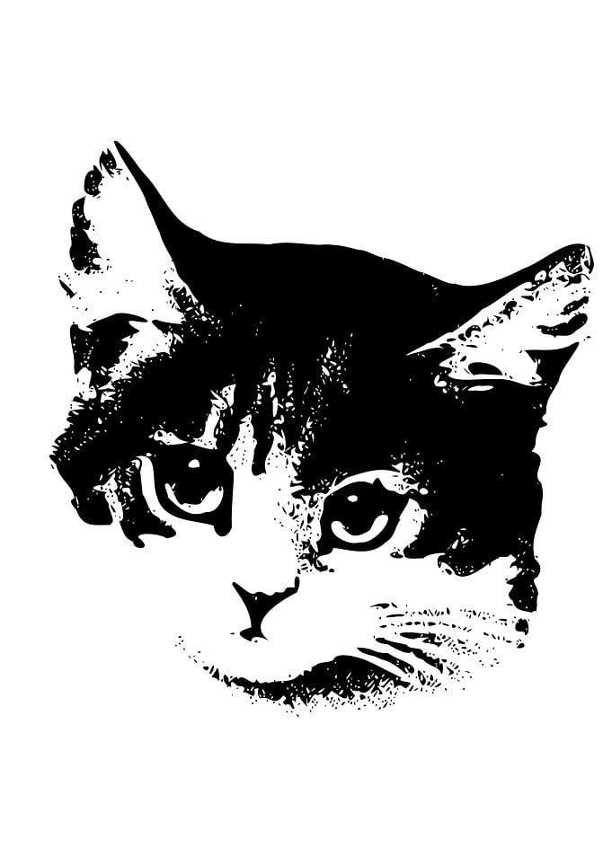 Black and White Cat Face