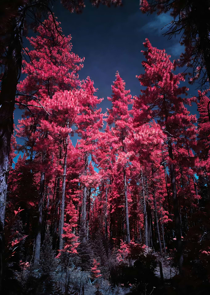 Pink Forest at Night