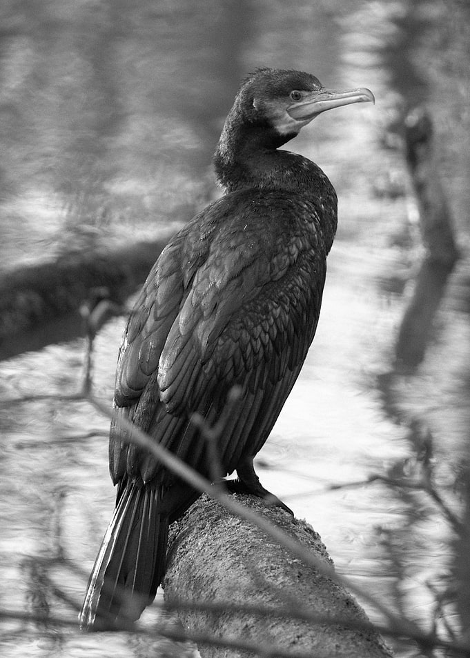 Cormorant perched on a log