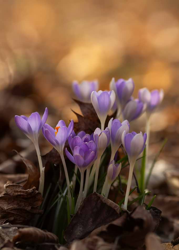 Purple Crocus Flowers in Spring