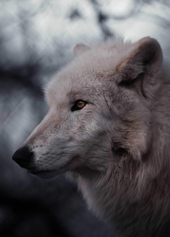 Close-up of a white wolf's face